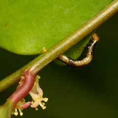 Phyllanthus baladensis