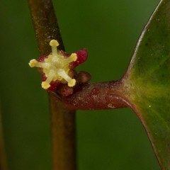 Phyllanthus baladensis