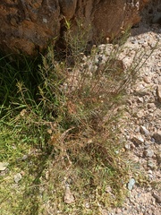 Spergularia pazensis