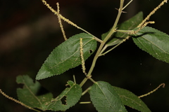 Acalypha nemorum
