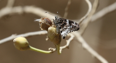 Codatractus arizonensis