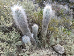 Oreocereus pseudofossulatus