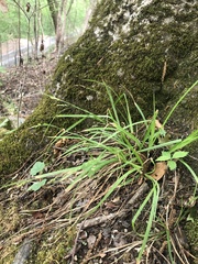 Carex digitalis digitalis