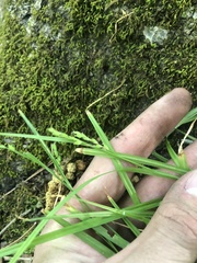 Carex digitalis digitalis