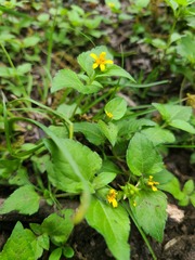 Calyptocarpus vialis