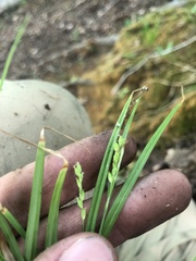 Carex digitalis digitalis