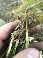 Carex digitalis digitalis