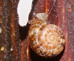 Scelidoropa