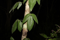 Kennedia rubicunda