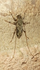 Lepturges angulatus