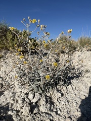 Mentzelia leucophylla