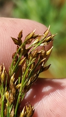 Rhynchospora recognita