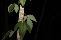 Kennedia rubicunda