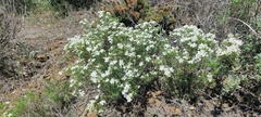 Leptosiphon floribundus glaber