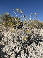 Mentzelia leucophylla