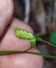 Carex planispicata