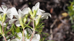 Leptosiphon floribundus glaber