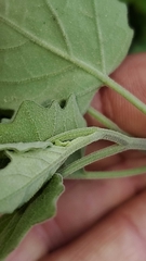 Physalis mollis