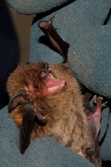 Vespadelus troughtoni