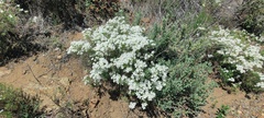 Leptosiphon floribundus glaber