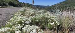 Leptosiphon floribundus glaber