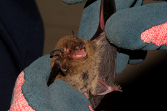 Vespadelus troughtoni