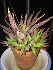 Haworthiopsis fasciata