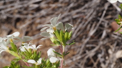 Leptosiphon floribundus glaber