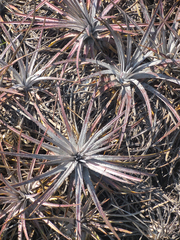 Dyckia