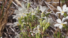 Leptosiphon floribundus glaber