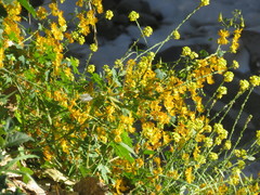 Tropaeolum seemannii