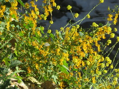 Tropaeolum seemannii