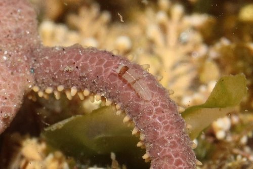 Joeropsis observed 2022-04-27