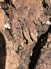 Camponotus aeneopilosus