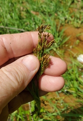 Rhynchospora recognita