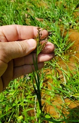 Rhynchospora recognita