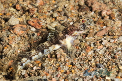 Allen's Shrimpgoby photo 4