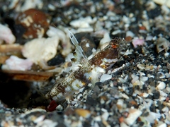 Allen's Shrimpgoby photo 5