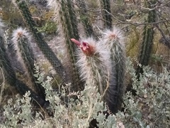 Oreocereus pseudofossulatus