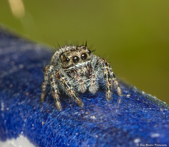 Phidippus putnami
