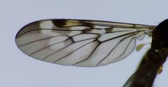 Sylvicola undulatus