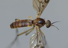 Sylvicola undulatus
