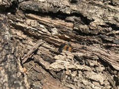 Calopteron reticulatum