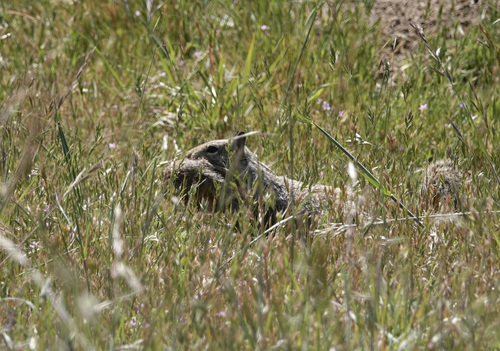 iNaturalist observation photo of California Ground Squirrel