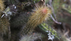 Disocactus speciosus