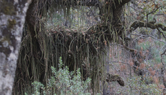 Disocactus speciosus