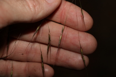 Chrysopogon sylvaticus