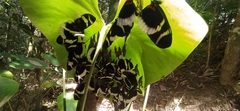 Heliconius eleuchia eleuchia