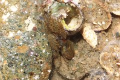 Petrolisthes cabrilloi
