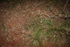 Chrysopogon sylvaticus